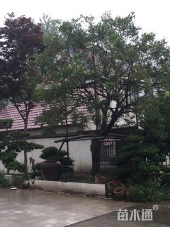 高度800厘米黄杨