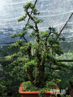 高度90厘米小叶黄杨