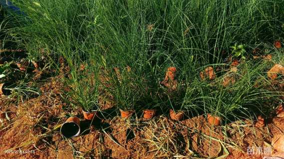 高度30厘米小兔子狼尾草