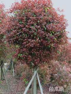 12公分红叶石楠