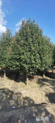 14公分红叶石楠