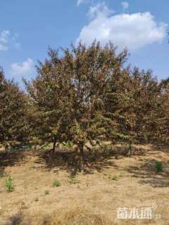 10公分红叶碧桃