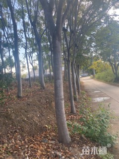 18公分黄山栾树