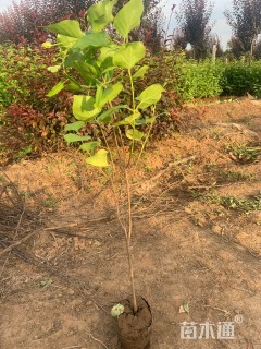 高度40厘米丁香