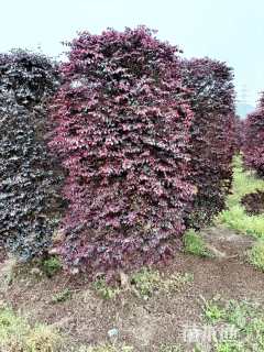 高度300厘米红花继木柱