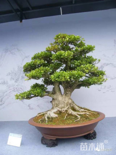 20公分造型女贞