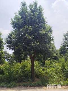 22公分香樟