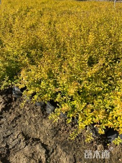 大杯苗亮晶女贞小苗