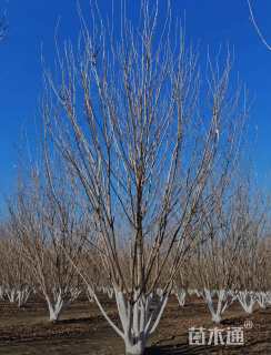 高度600厘米丛生白蜡