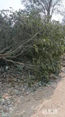 35公分红果冬青