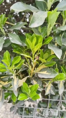 450厘米金心黄杨球