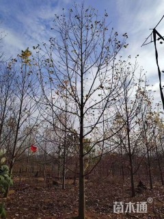 13公分杂交马褂木