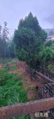 高度1200厘米柏树