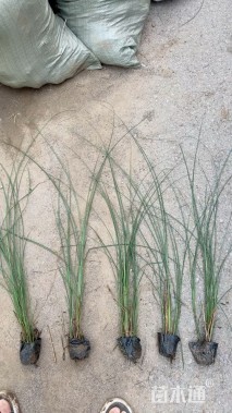 高度80厘米细叶芒