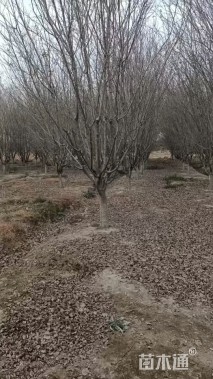 12公分西府海棠