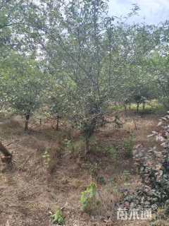 10公分垂丝海棠