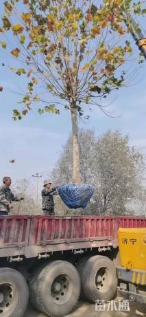 14公分速生法桐