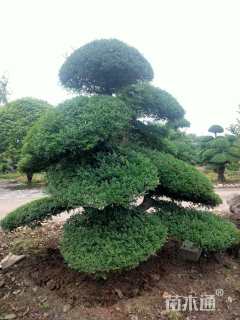 10公分对节白蜡