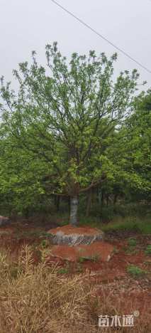 15公分丛生香橼