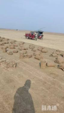 草毯状百慕大草