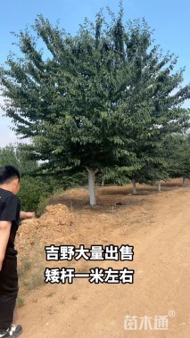 22公分高杆染井吉野樱