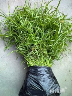 高度50厘米旱伞草