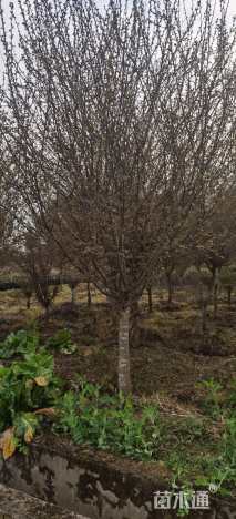 25公分垂丝海棠