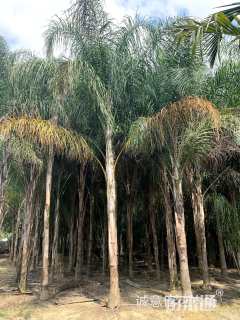 裸干高200厘米皇后葵