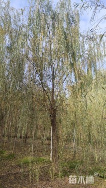 35公分垂柳