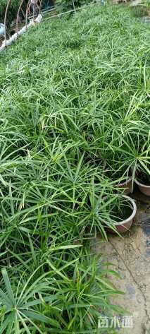 高度20厘米旱伞草