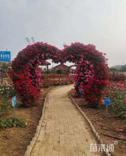 高度200厘米月季