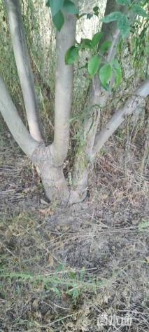 高度700厘米丛生白蜡