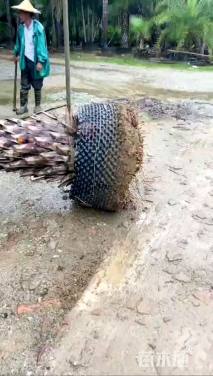 裸干高200厘米加拿利海枣