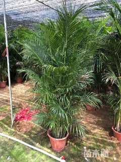 裸干高20厘米散尾葵