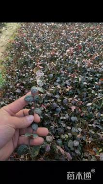 50厘米花叶络石