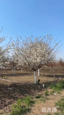 18公分染井吉野樱