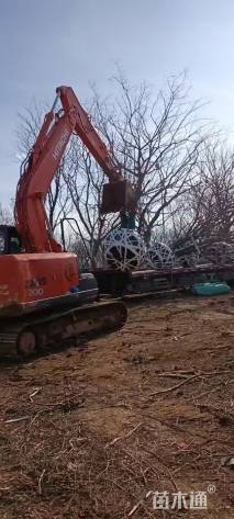 50公分(5杆)丛生朴树