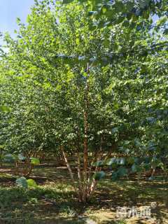 高度800厘米(5杆)丛生白桦