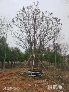 60公分(5杆)丛生香樟