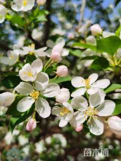 18公分北美海棠