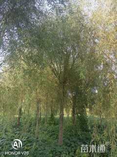 16公分金丝垂柳