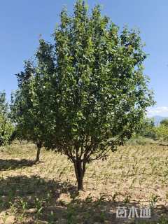 19.8公分八棱海棠