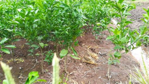 高度40厘米柑橘