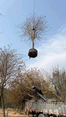 12公分黄花风铃木