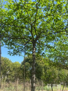 高度300厘米蜡梅