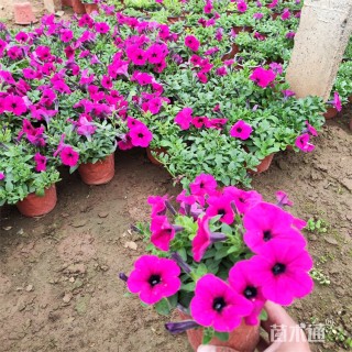 高度15厘米垂钓牵牛