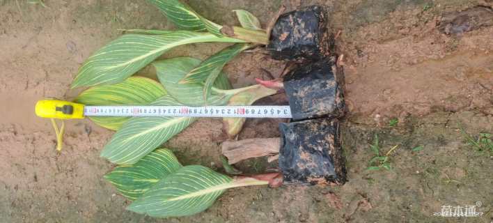 高度40厘米花叶美人蕉