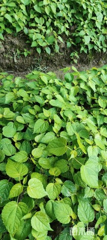 3公分毛叶山桐子