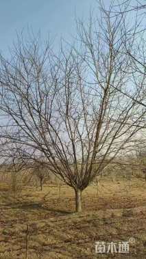 18公分红叶碧桃