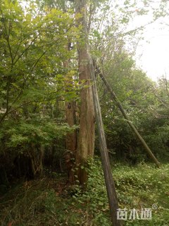 高度800厘米红花紫薇